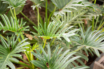 Green tropical foliage background with serrated leaves of exotic plant © Kwangmoozaa