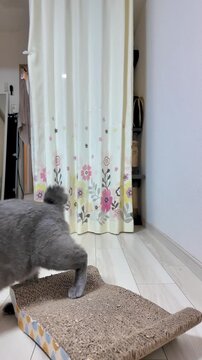 Medium vertical shot of a playful grey Russian Blue cat playing on a cardboard scratcher in front of a curtain