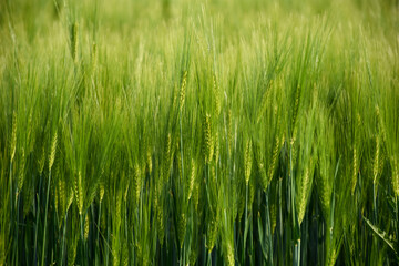 Obraz premium Green Barley Field Growing in Countryside During Spring