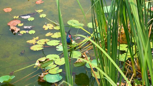 Purple Swamphen ( Porphyrio porphyrio ) walking and floating on water full of leaves in wetland, Bird carries lotus pod  to peck and eating seed, The blue waterbird and red long legs, Thailand