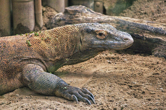 Komodo Dragon Resting on Sandy Ground