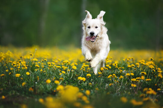 happy golden retriever dog running in a dandelions field