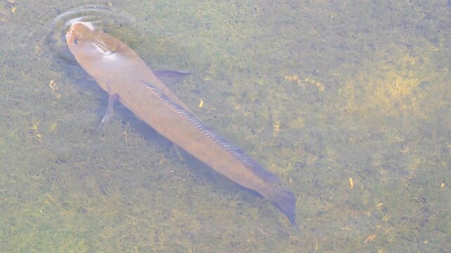 Common Snakehead ( Channa striata ) gulping air at the surface in water in wetland, Black and brown Freshwater fish in lake, Thailand