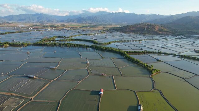 Aerial drone footage of a vast greenish salt pond field valley, with many mosaic separations, in Sila area, Sumbawa island, Indonesia, at golden sunset, and bush lines, farmer huts, mountains