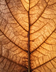 Obraz premium Close-up of dry leaf texture.