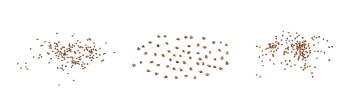 Grape seeds ready for oil extraction