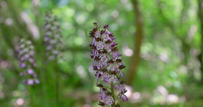 Orchis purpurea, the Lady Orchid in Bloom