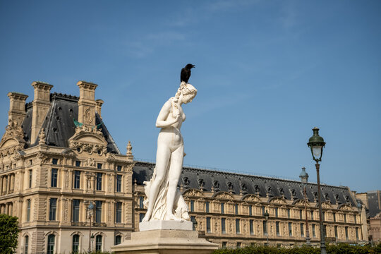 Crow Perched on Classical Statue in the Tuileries Garden by the Louvre Museum in Paris, France