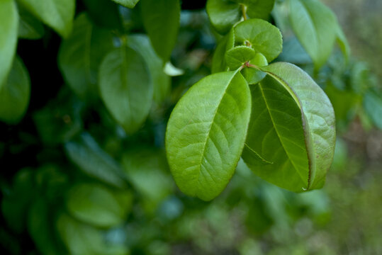 closeup of leaves of arbuste in a garden