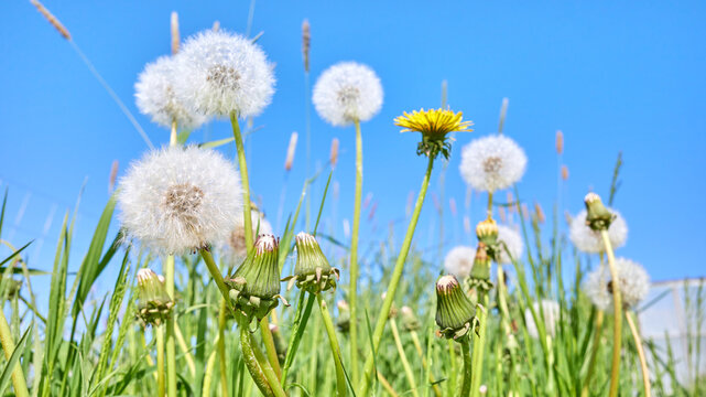 Blowballs, downy seed heads of a dandelion, selective focus.