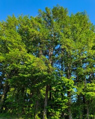 Fototapeta premium 初夏の爽やかな青空と新緑の木々 Fresh green trees under a clear blue sky in early summer