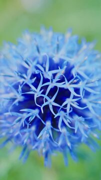 Close-up of a blue globe thistle flower head in soft focus. Petals appear spiky and layered, glowing against blurred green background. Nature's quiet beauty captured in gentle daylight