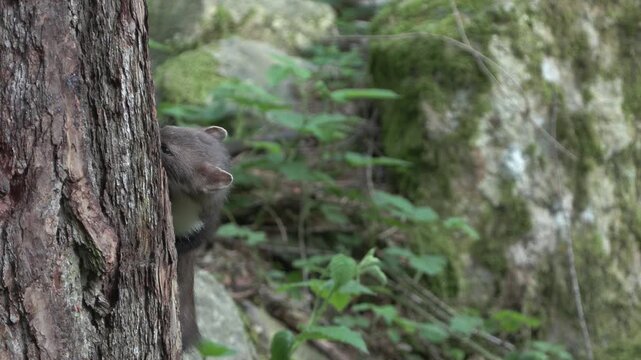 Faina (Martes foina) | Stone Marten Wildlife in 4K Forest Night Scene