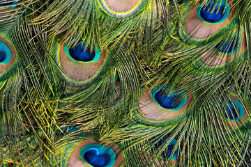 Peacock feather pattern, bright green - blue bird tail texture © artemstepanov