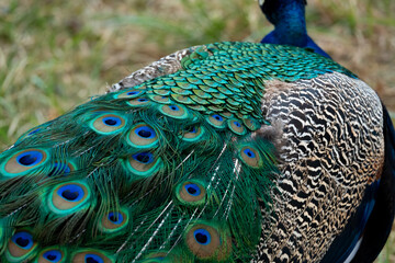 Peacock feather pattern, bright green - blue bird tail texture © artemstepanov