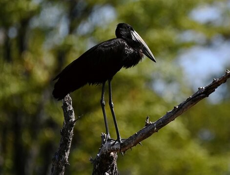 black crowned night heron