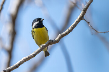 great tit parus major © Bai