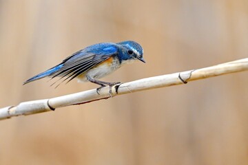blue tit perched on a branch © Bai