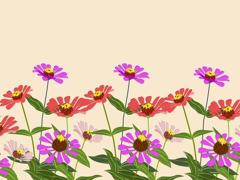 A colorful illustration of zinnias (genus *Zinnia*) with vibrant pink, red, and purple blossoms. The flowers have round yellow centers and are surrounded by green lance-shaped leaves. Stems are thin a