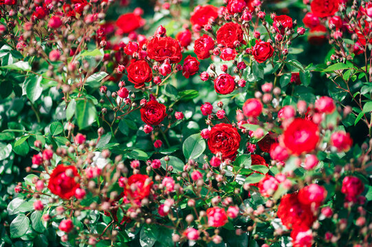 花びらの輝きが美しい、光ある赤い薔薇の風景