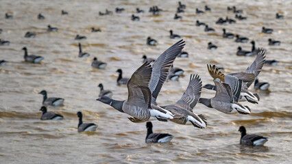 brent geese taking off from water and more swimming in background © Andrew