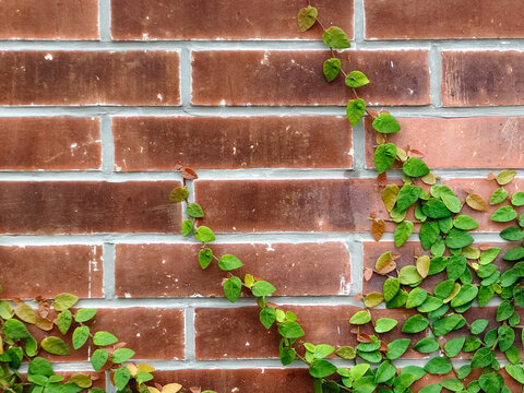Creeping Fig Vine on Brick Wall for Background Texture
