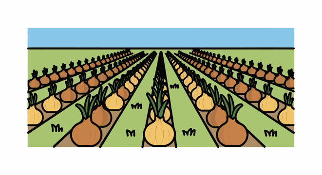 An aerial view of an onion field under a clear blue sky