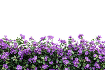 Fototapeta premium Discover Purple Flowers Bloom With Serenity and Calmness in Flower Concept.
