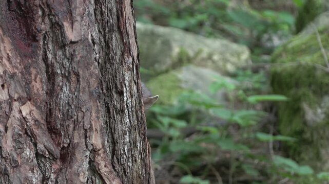 Faina (Martes foina) | Stone Marten Wildlife in 4K Forest Night Scene