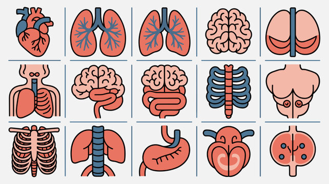 Organ system line art vector collection &ndash; Ideal for clinic waiting room posters, healthcare app interfaces, or academic study guides.