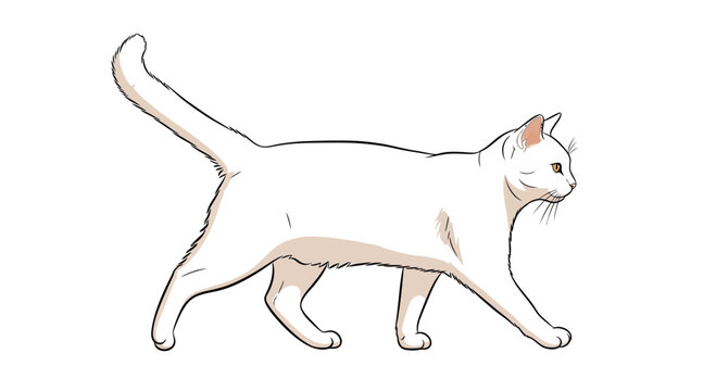 Cartoon white cat walking forward isolated on white background