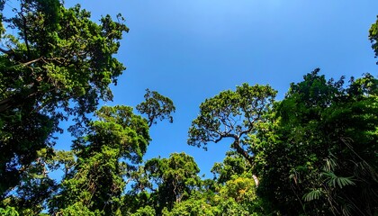 Fototapeta premium tropical forest canopy green trees.