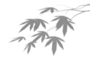 Obraz premium Maple leaf branch shadow overlay effect png silhouette on transparent background