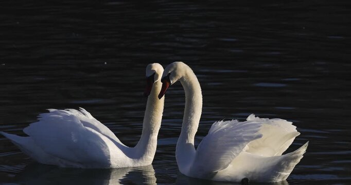 Two elegant white swans (Cygnus olor) facing each other, their graceful necks forming a romantic heart shape while floating on beautiful dark shimmering water.