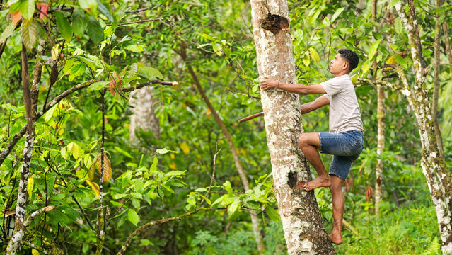 Young indonesian male farmer climbing coconut palm tree, machete in hand, for harvest, in rural village of flores island, indonesia, southeast asia