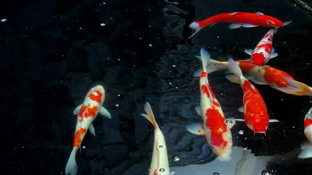 Animals Koi, Fancy carps fish are swimming in clear water dark background. Filmed from handheld camera natural slight shaking
