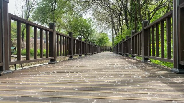 Wooden boardwalk path in a green park with fallen white cottonwood seeds in spring