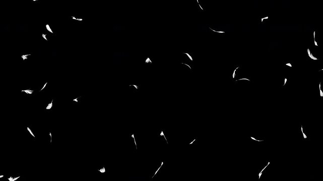 コンピューターグラフィクスで作成した白い羽が左下から右上に舞い上がるループ可能で透明な背景の動画
