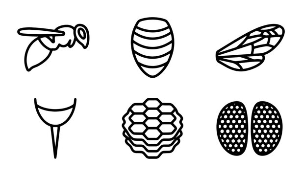 Bee Anatomy Icons, Insect Parts Vector Set, Honeycomb and Wing Graphics, Nature Elements