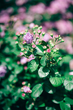 花びらと葉が美しく光る紫色の薔薇