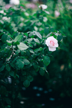 花びらと葉が美しく光るピンクの薔薇