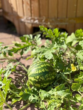Watermelon growing on vine among green leaves in garden setting with wooden barrel background