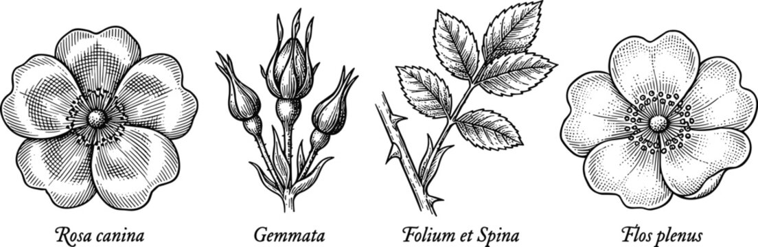 Scientific botanical illustration featuring Rosa canina, Corymbus buds, Folium et Spina leaves with thorns, and Flos plenus flower drawings