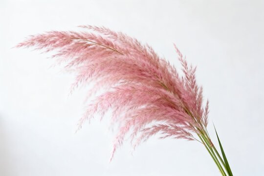 Pink reed grass against white background