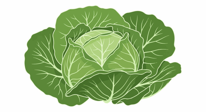 Close-up illustration of a vibrant green cabbage with layered leaves and visible veins