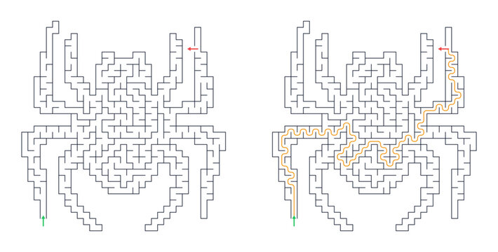 Solved maze vector depicting a spider design with defined paths. A Halloween maze.  