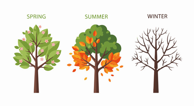 Three trees illustrate the seasons spring with blossoms, summer lush, winter bare