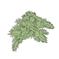 Hand drawn textured vector illustration of isolated tropical monstera plant with lush green leaves. Naive style exotic botanical graphic © akini