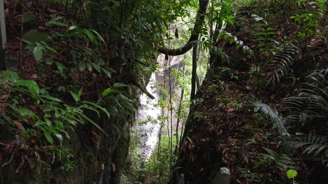 A secluded trail flanked by dense greenery descending towards a visible waterfall in the background, showcasing the vibrant ecosystem.