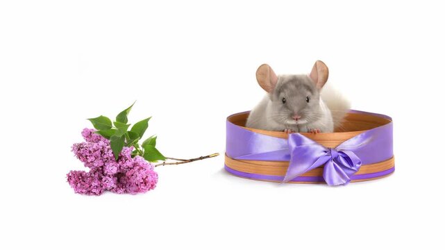  Cute grey chinchilla in gift box with lilac flowers. Animated cinemagraph, parallax animation, based on an original photograph.